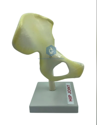 Hip Joint Model